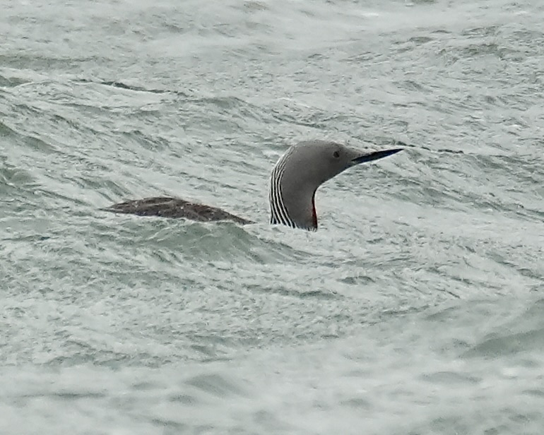 red-throated diver